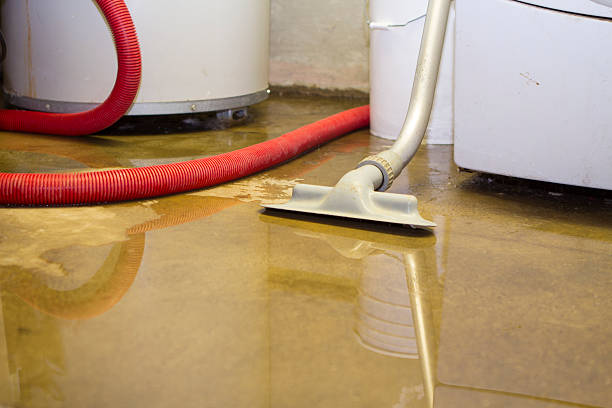 Best Mold removal after water damage  in Forest Park, OH